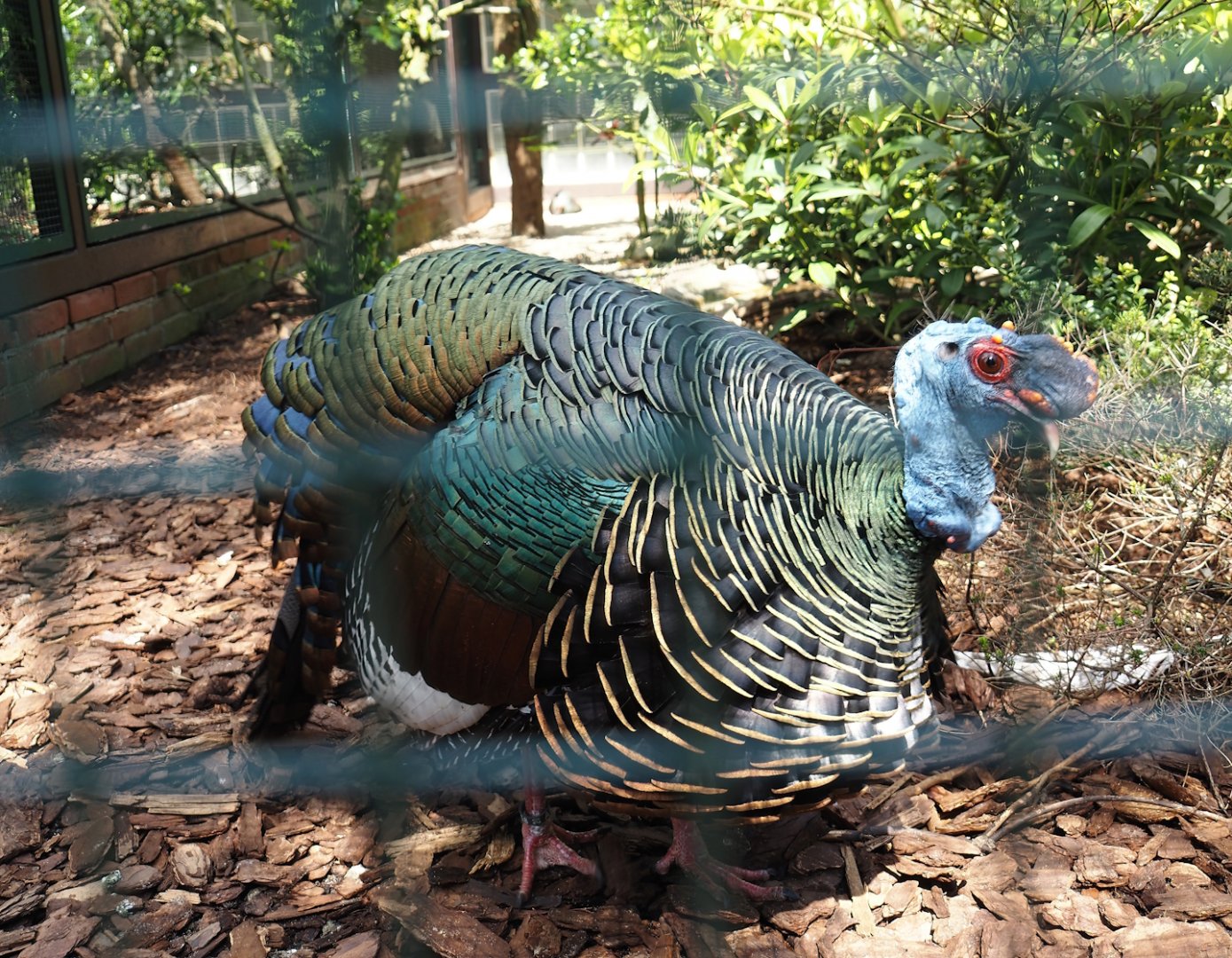Ocellated turkey (Meleagris ocellata), 2024-05-23