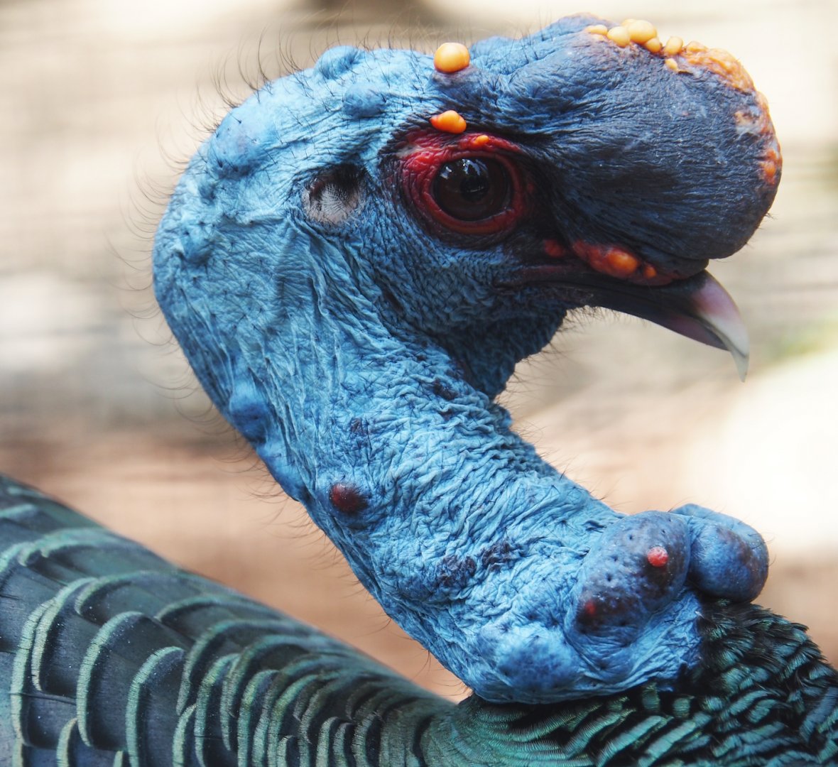 Ocellated turkey (Meleagris ocellata), 2024-05-23
