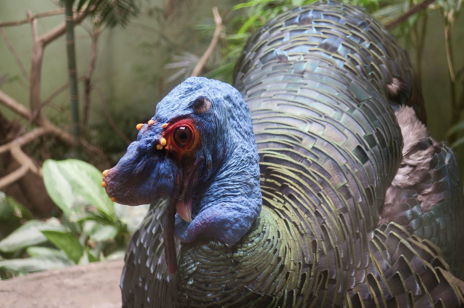 Ocellated Turkey (Meleagris ocellata) male