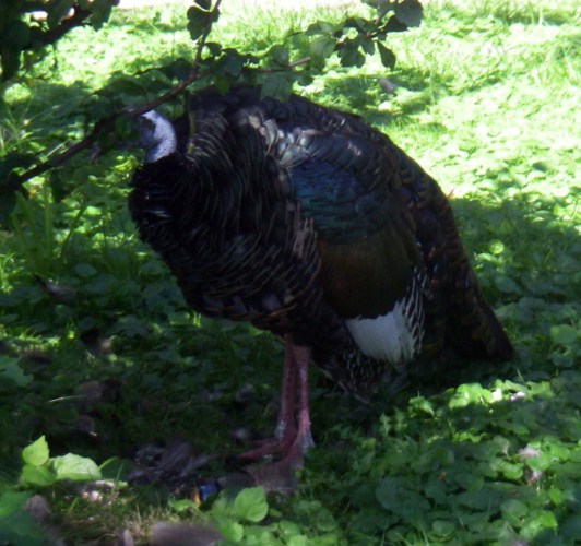 Ocellated Turkey (Meleagris ocellata)