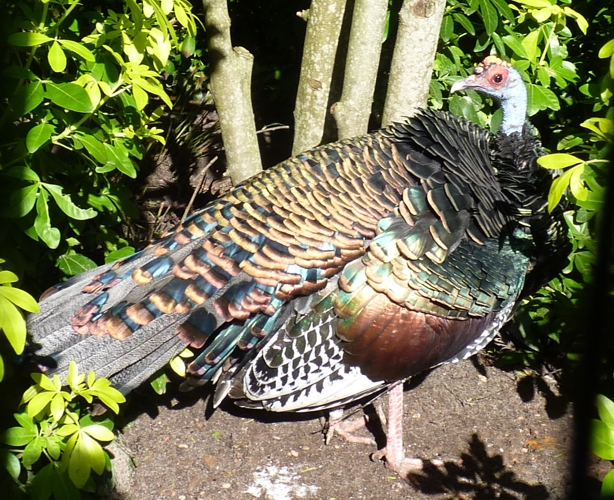 Ocellated turkey (Meleagris ocellata)