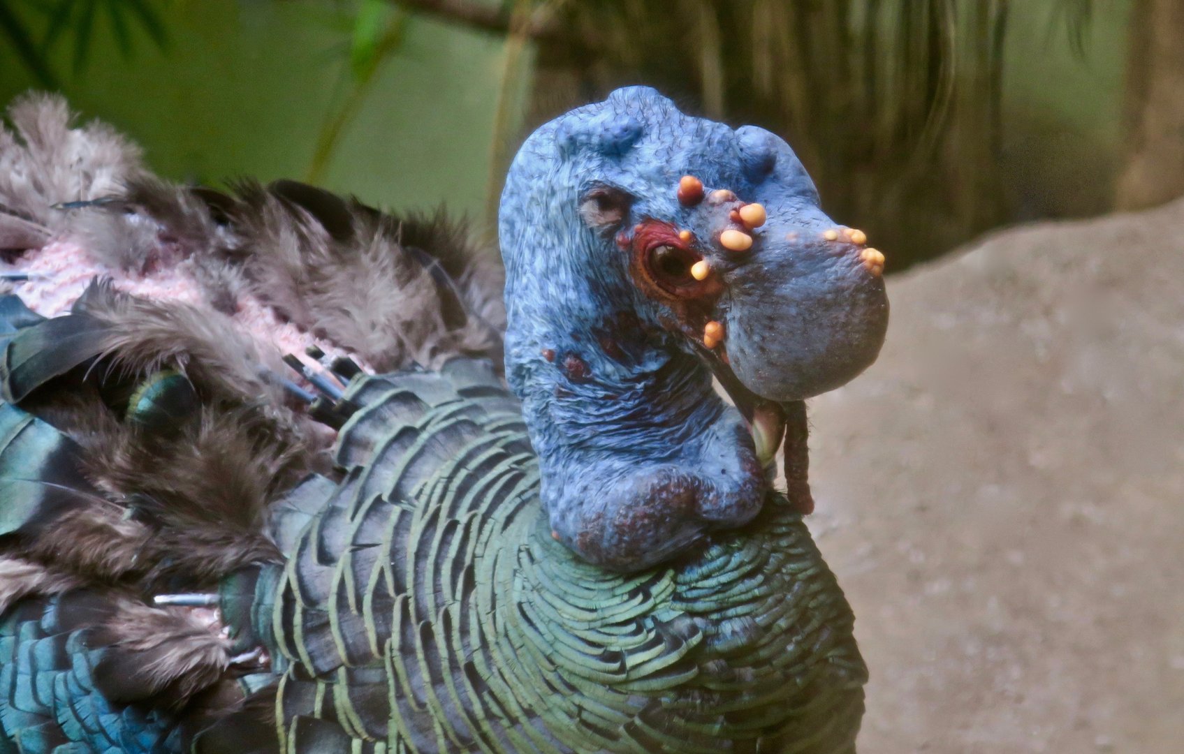 Ocellated Turkey (Meleagris ocellata)