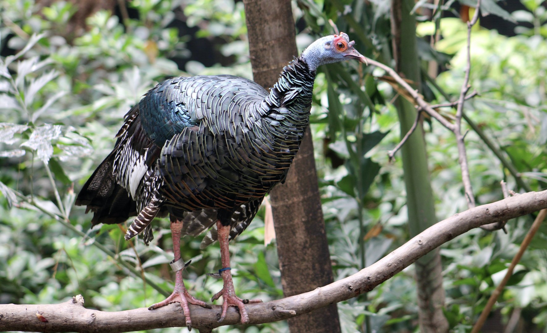 Ocellated Turkey (Meleagris ocellata)