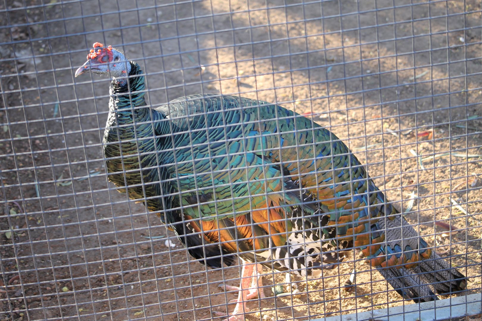Ocellated Turkey (Meleagris ocellata)