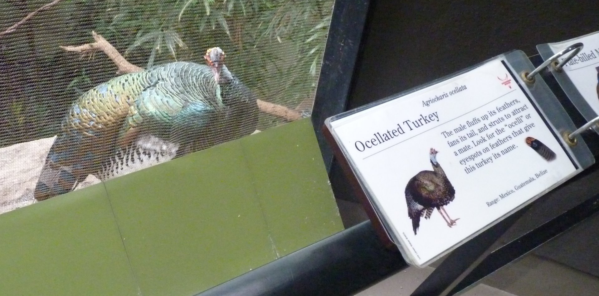Ocellated turkey with signage