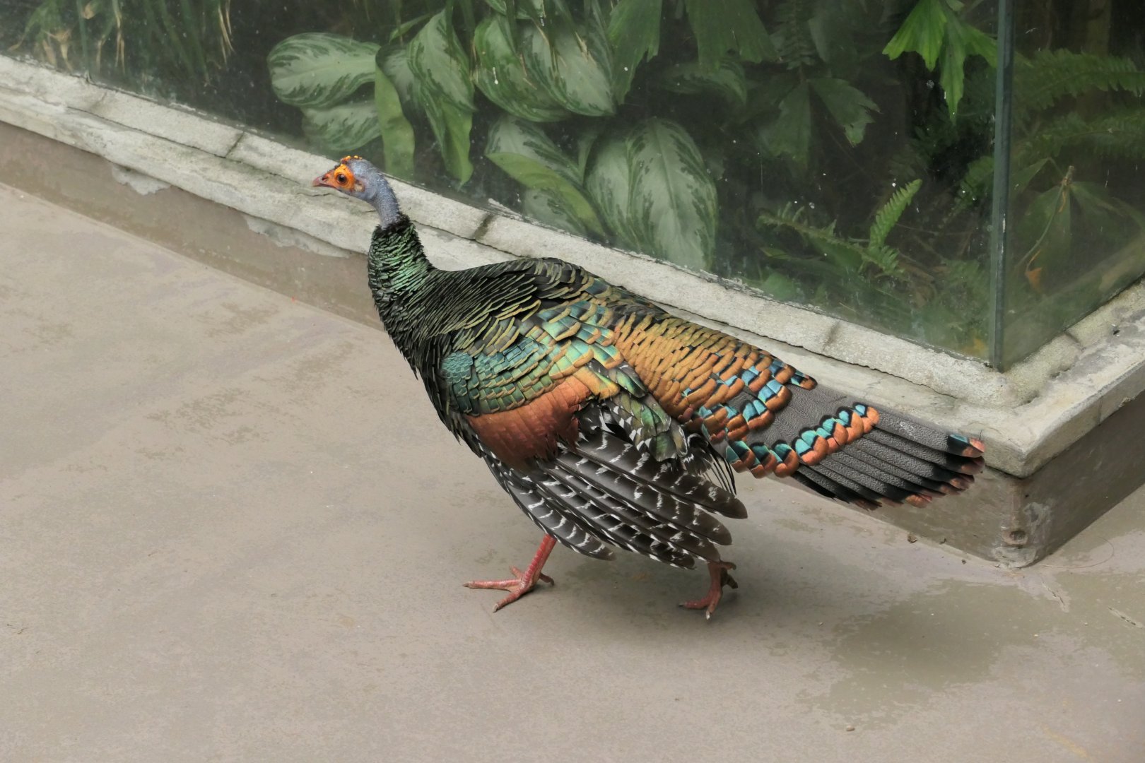 Ocellated Turkey - World of Birds