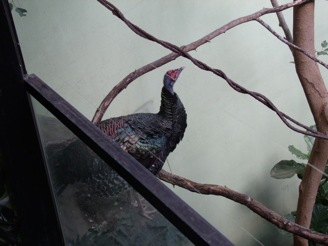 Ocellated Turkey