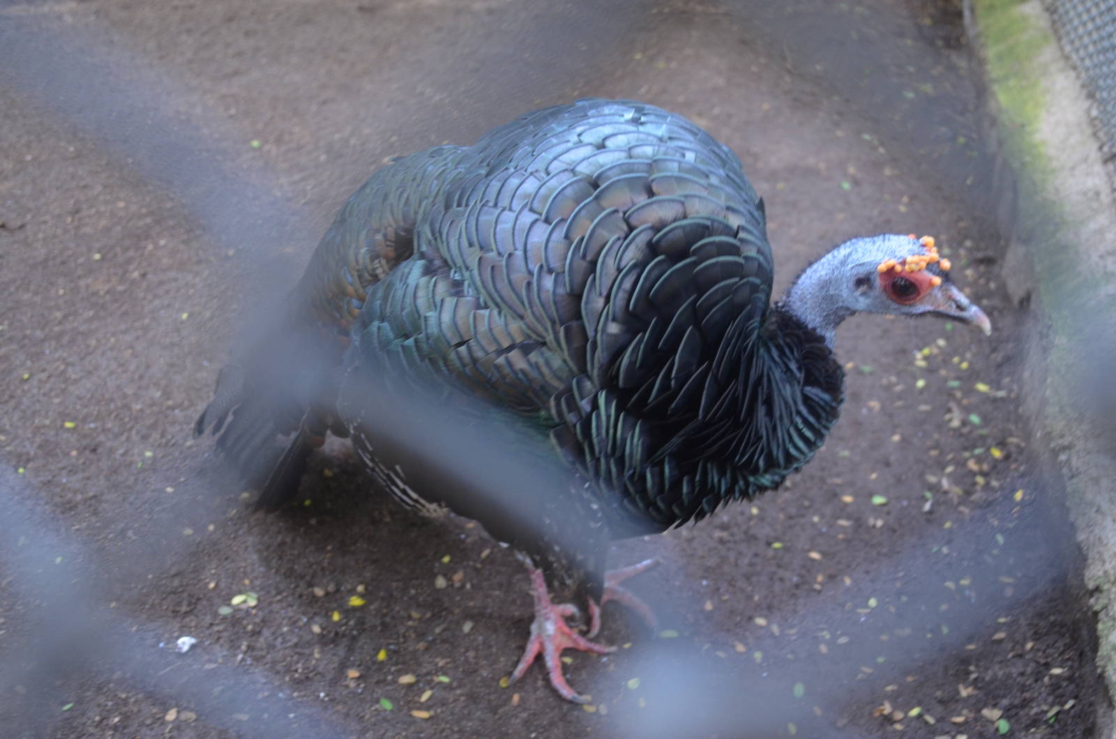 Ocellated Turkey