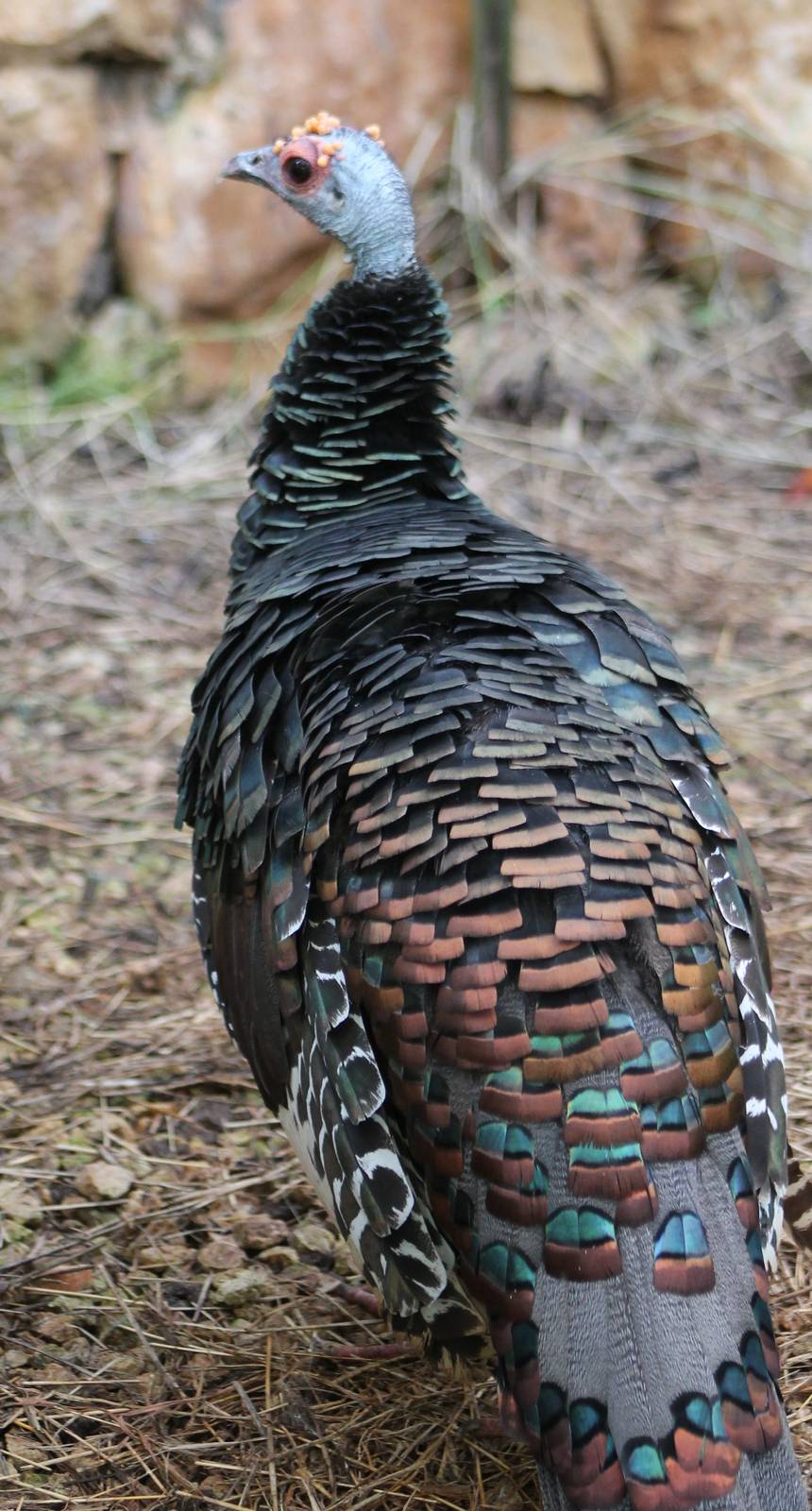 Ocellated turkey