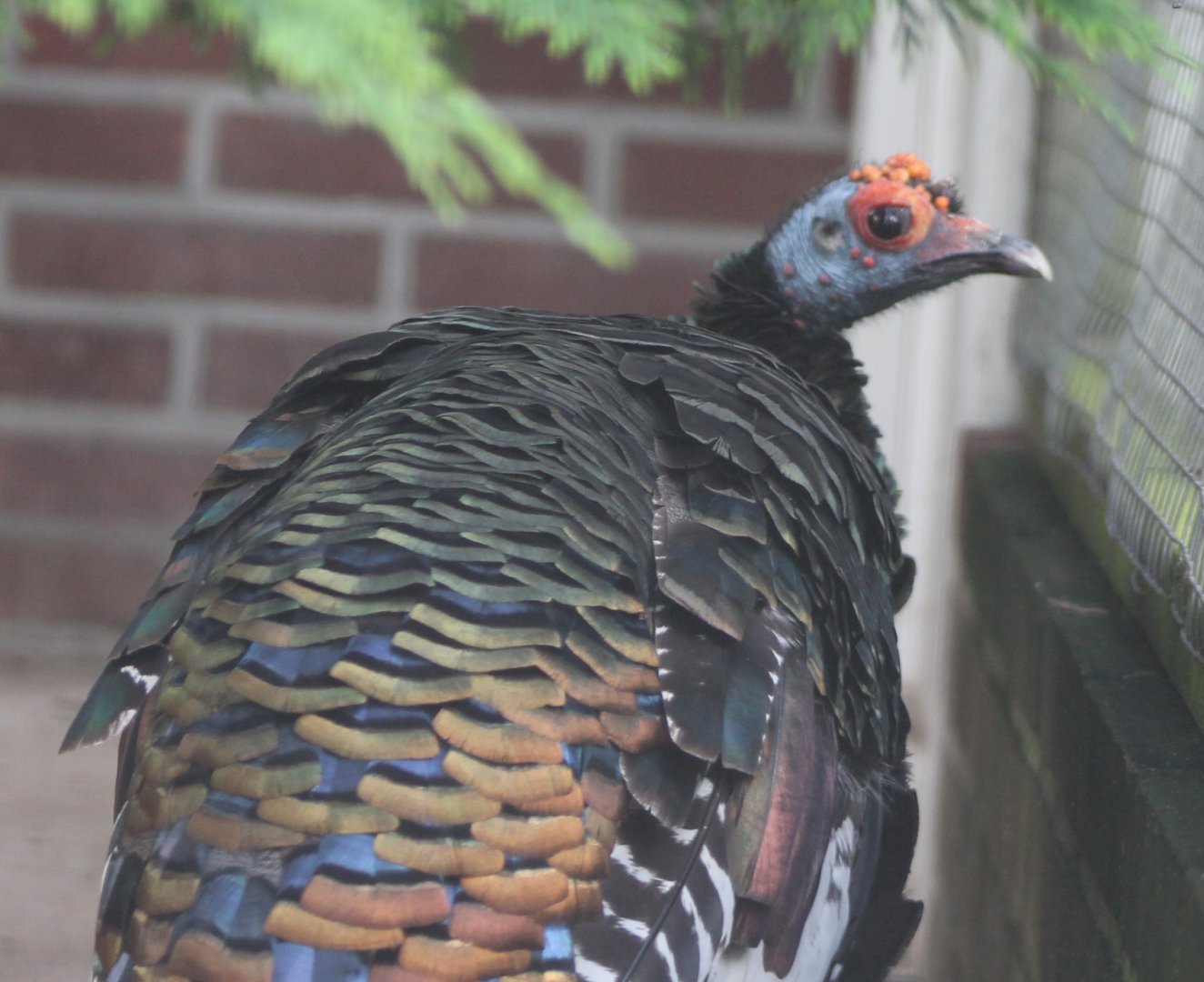 Ocellated turkey