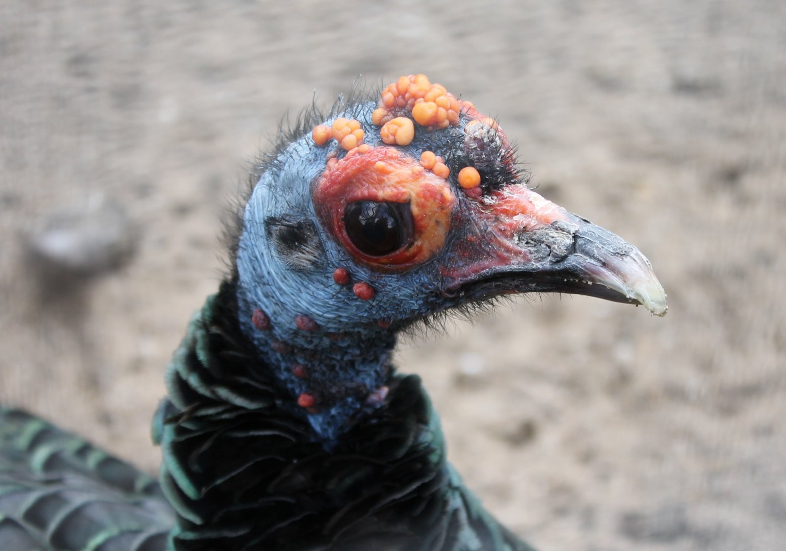 Ocellated turkey