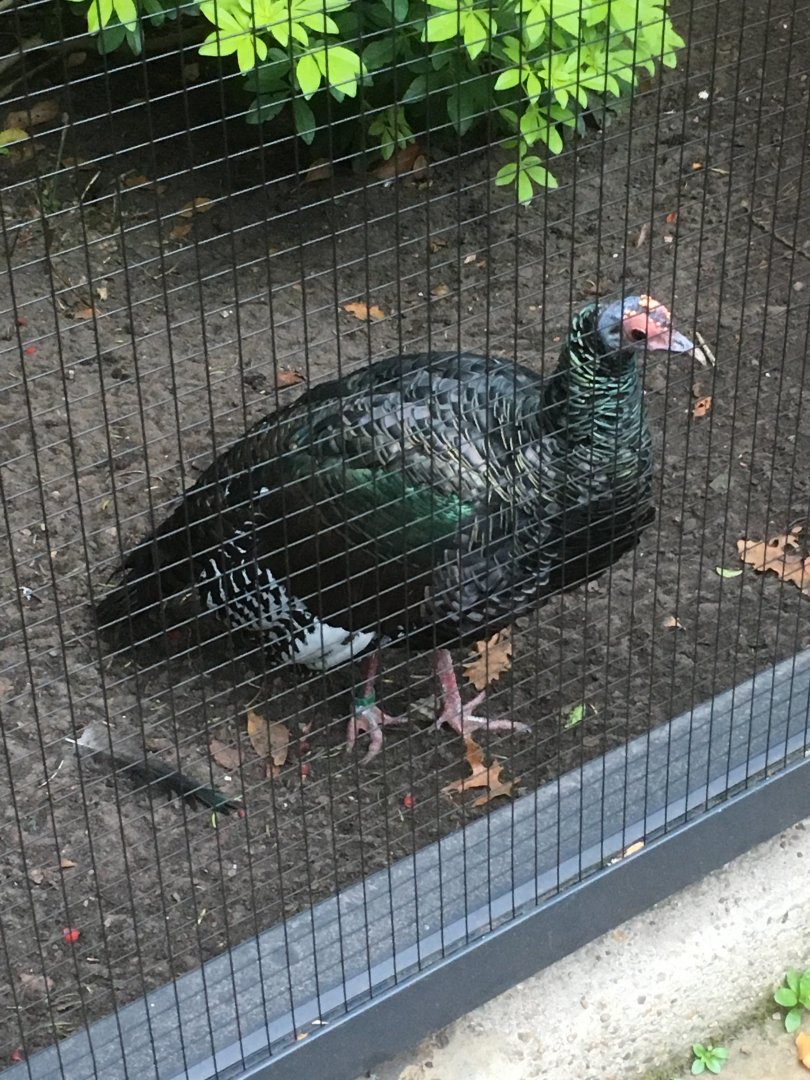 Ocellated turkey