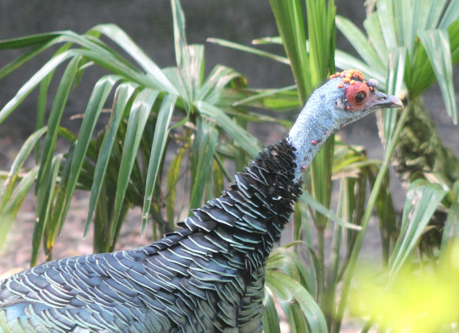 Ocellated turkey