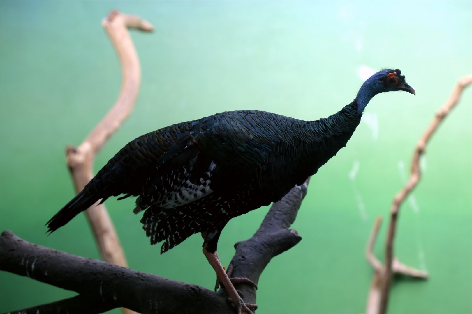 Ocellated Turkey