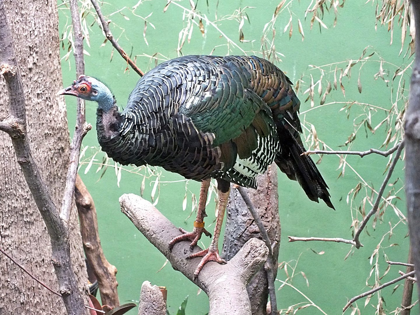 Ocellated turkey
