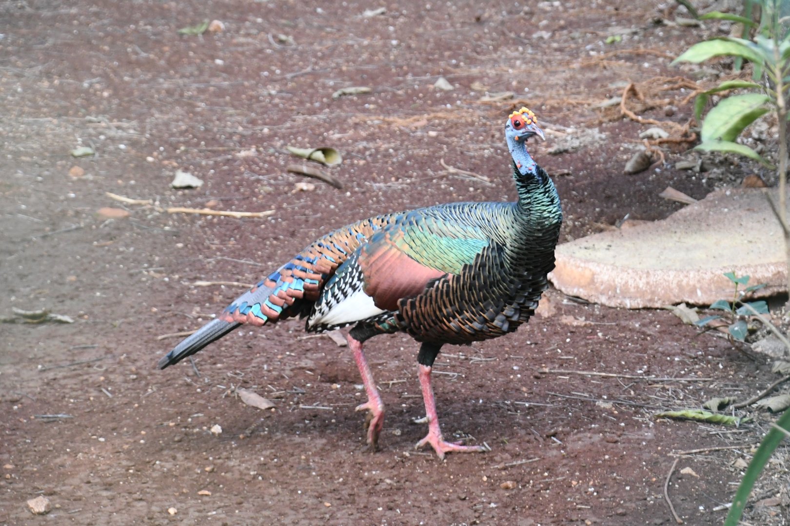 Ocellated Turkey