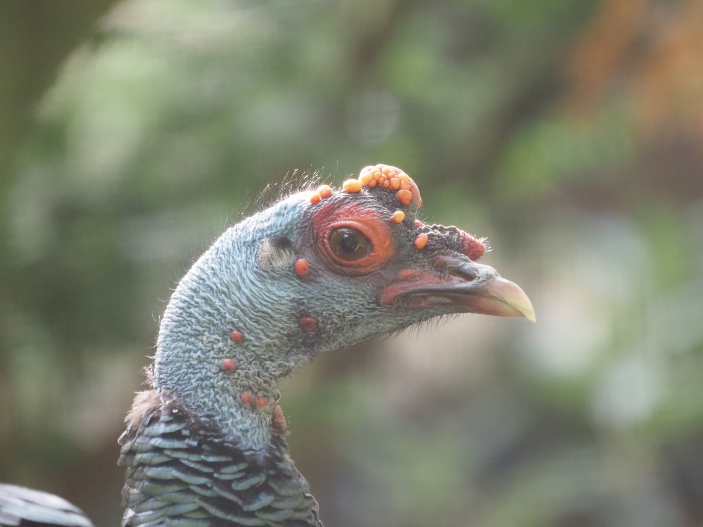 Ocellated Turkey