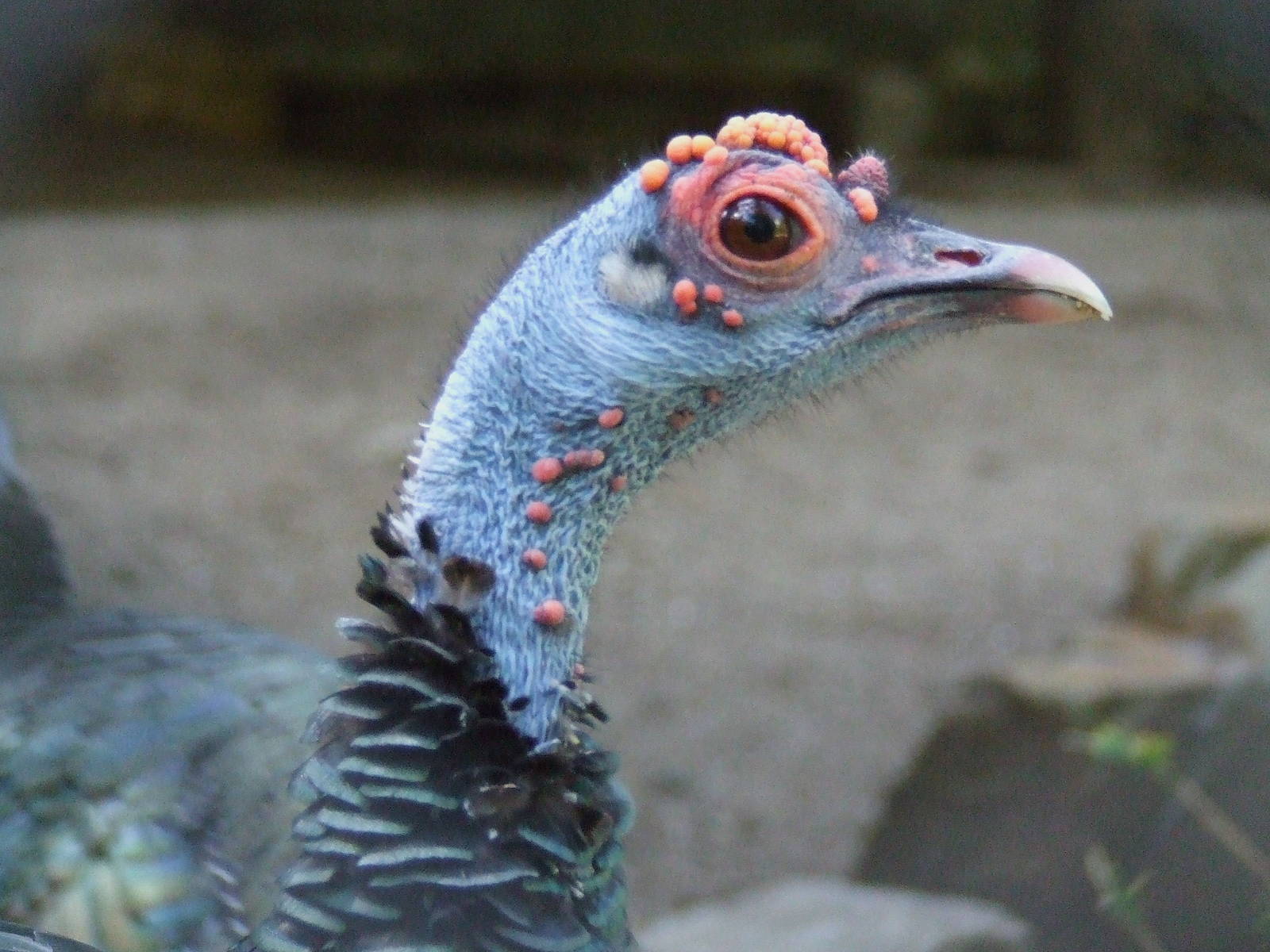 Ocellated Turkey