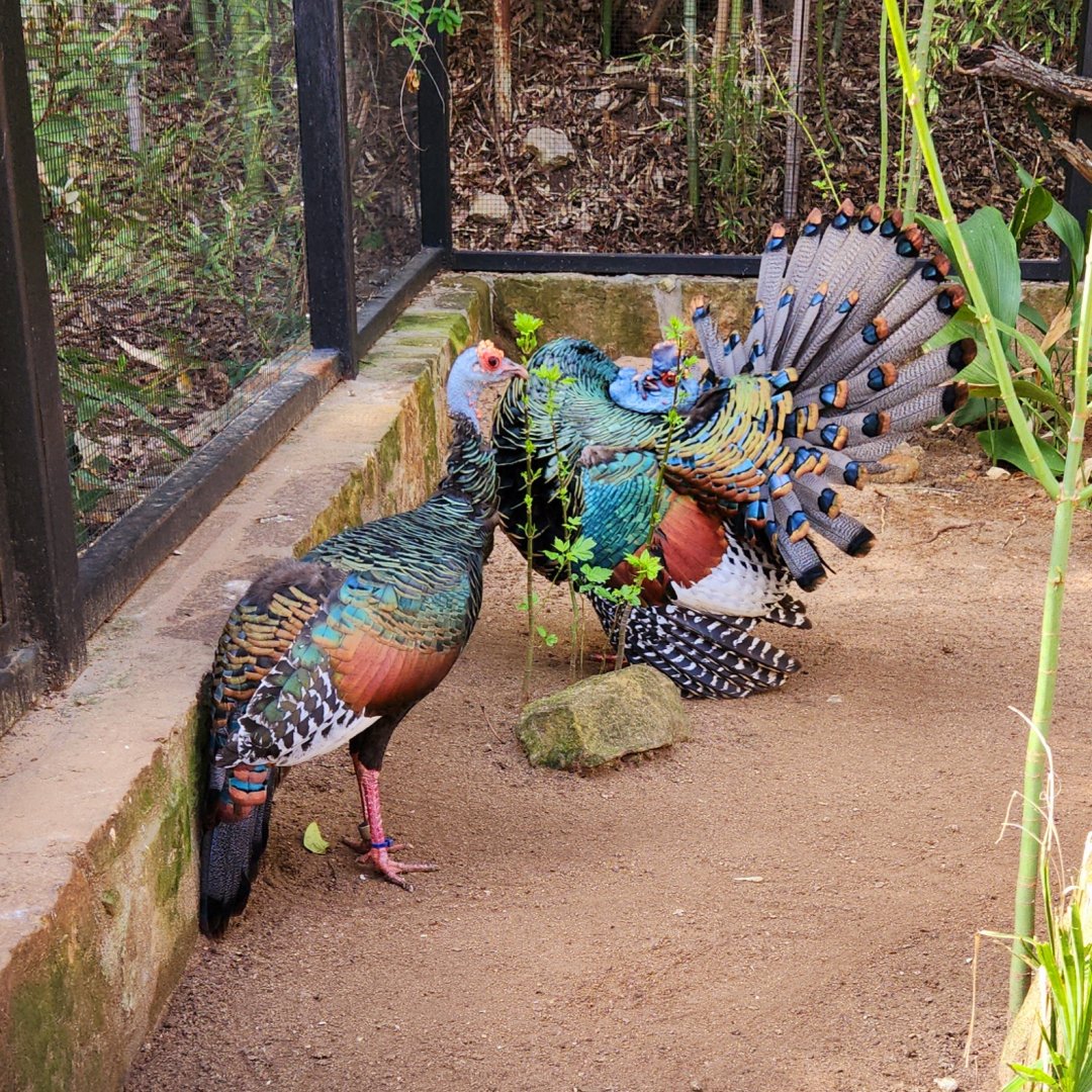 Ocellated Turkeys (Meleagris ocellata)