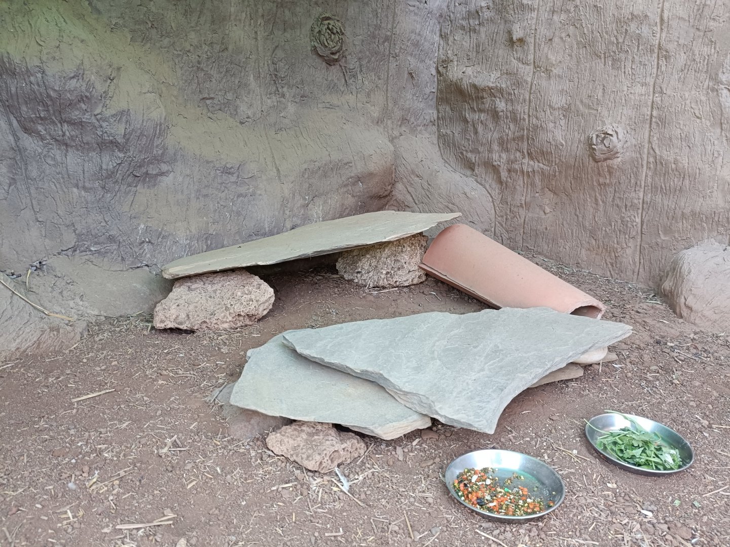 Ocellated uromastyx exhibit