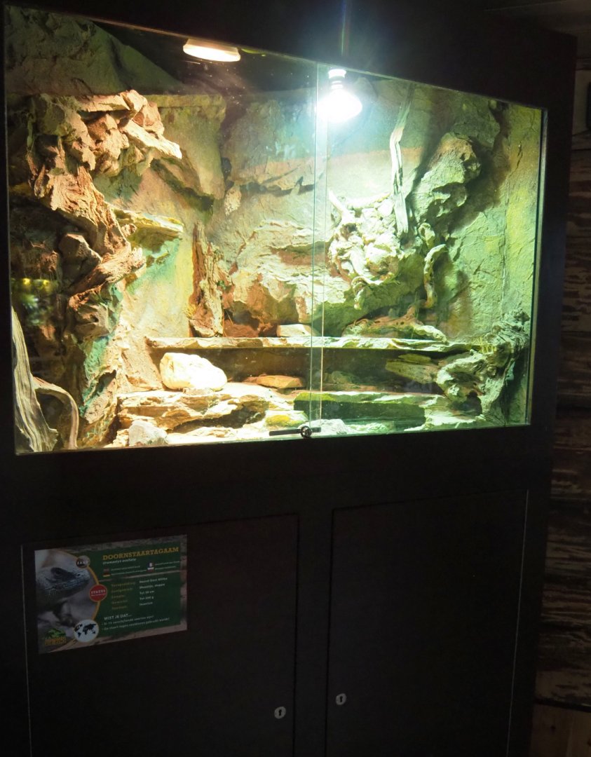 Ocellated Uromastyx terrarium, 2022-05-17