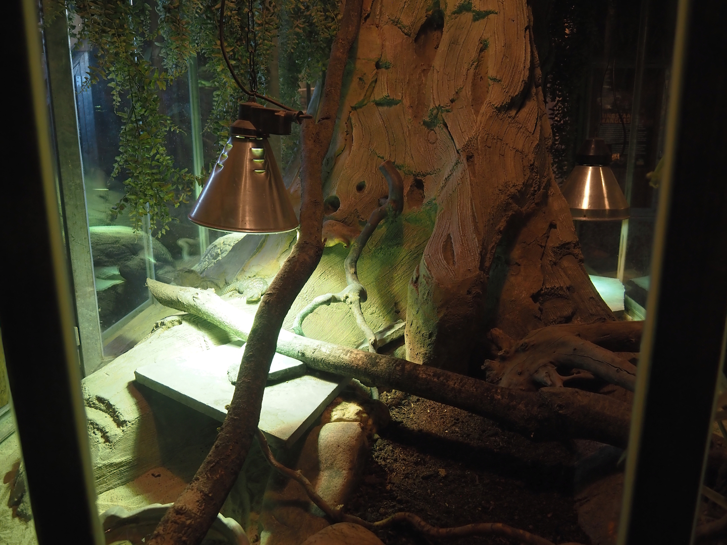 Ocellated Uromastyx terrarium, 2025-04-12