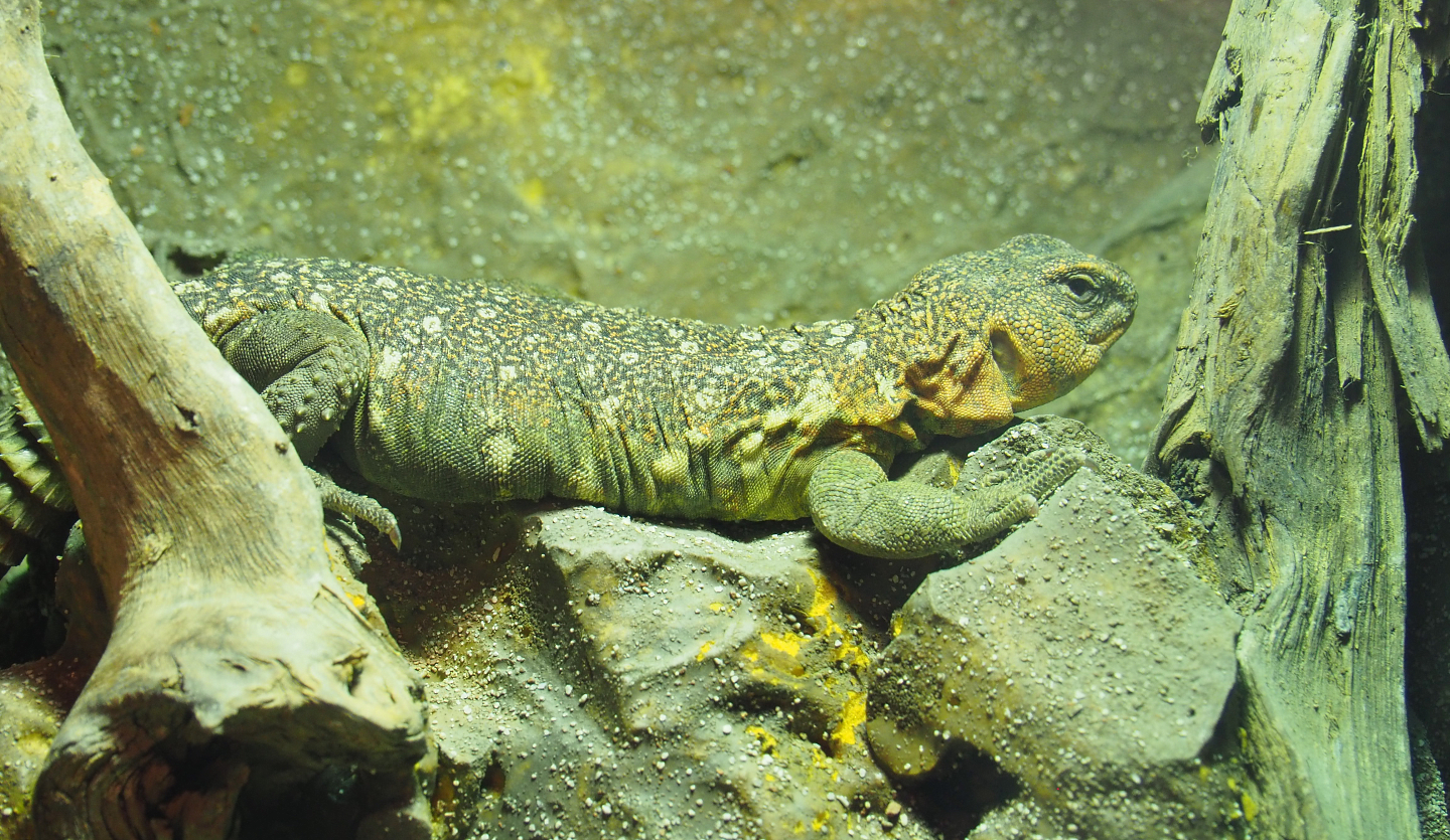 Ocellated Uromastyx (Uromastyx ocellata), 2022-05-17