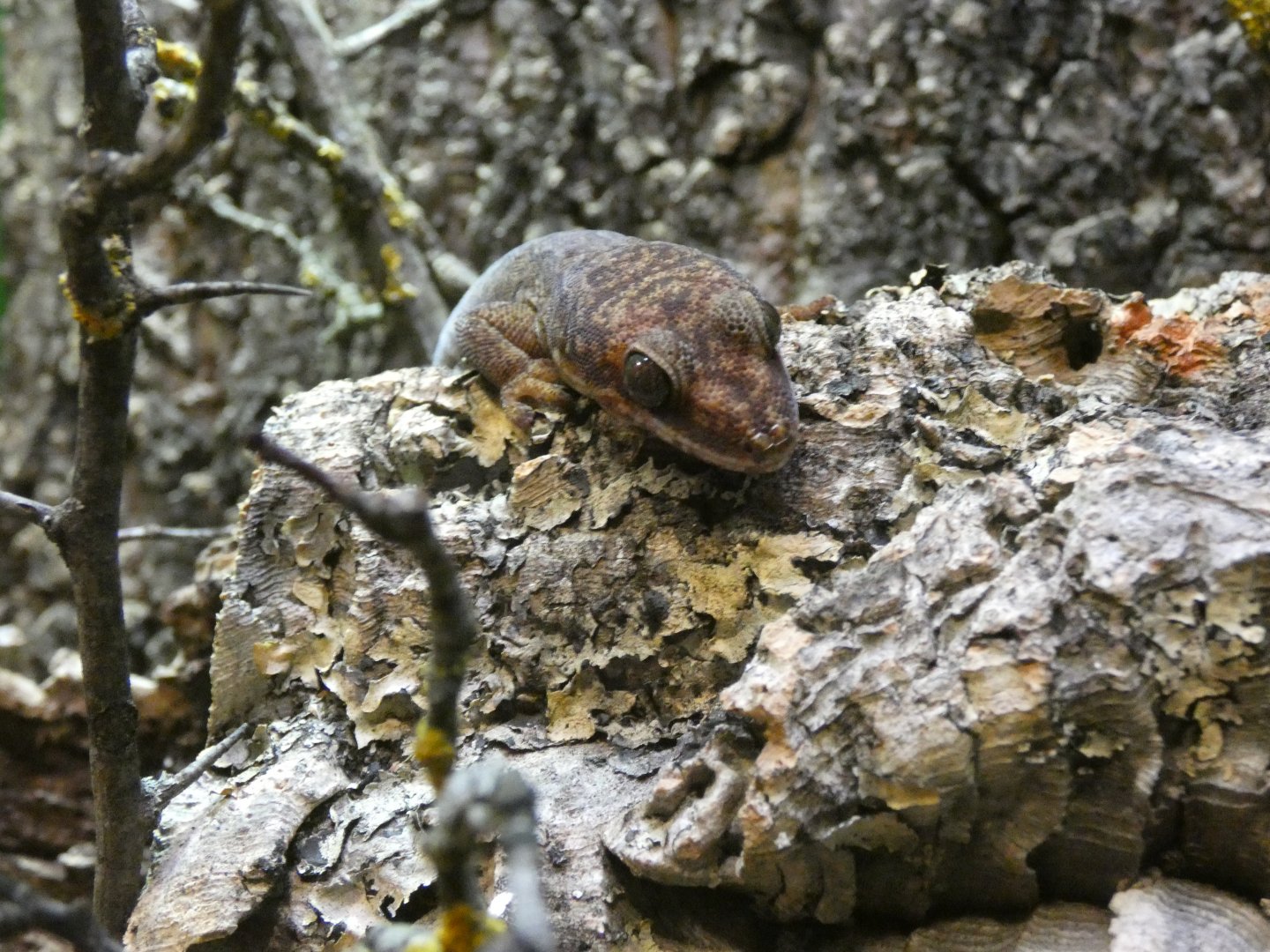 Ocellated velvet gecko