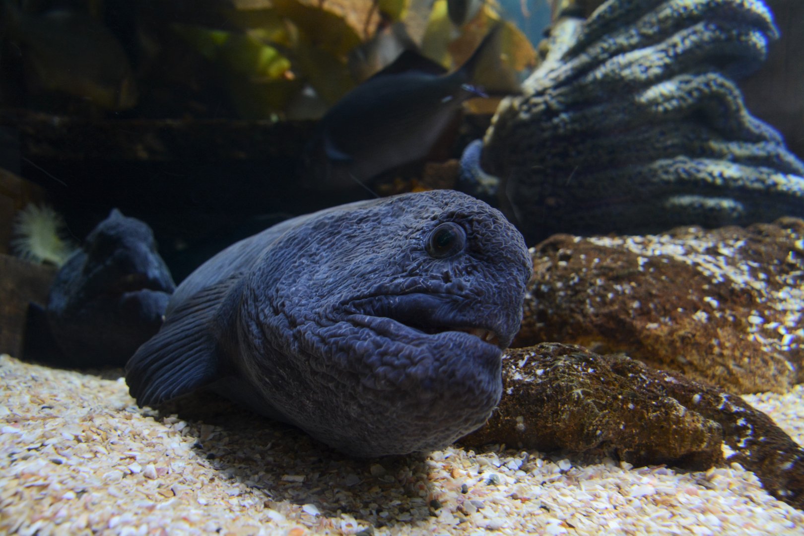 Ocellated wolf-eel (Anarrhichthys ocellatus)