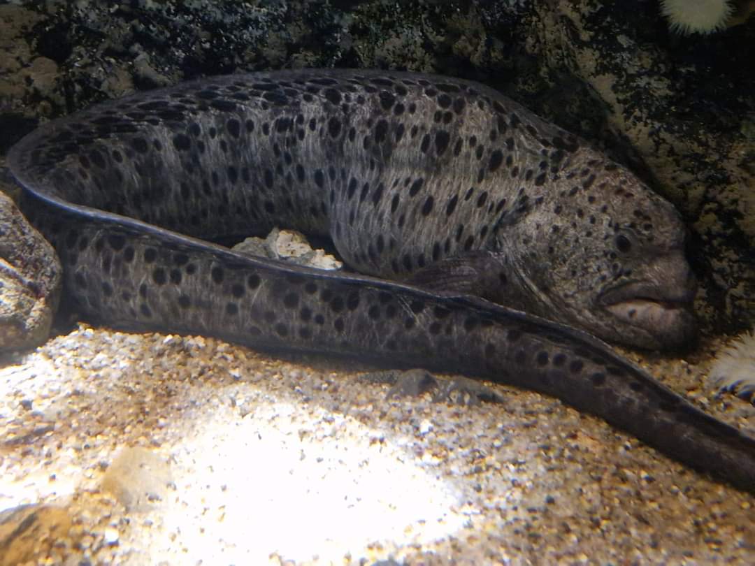 Ocellated Wolf-eel