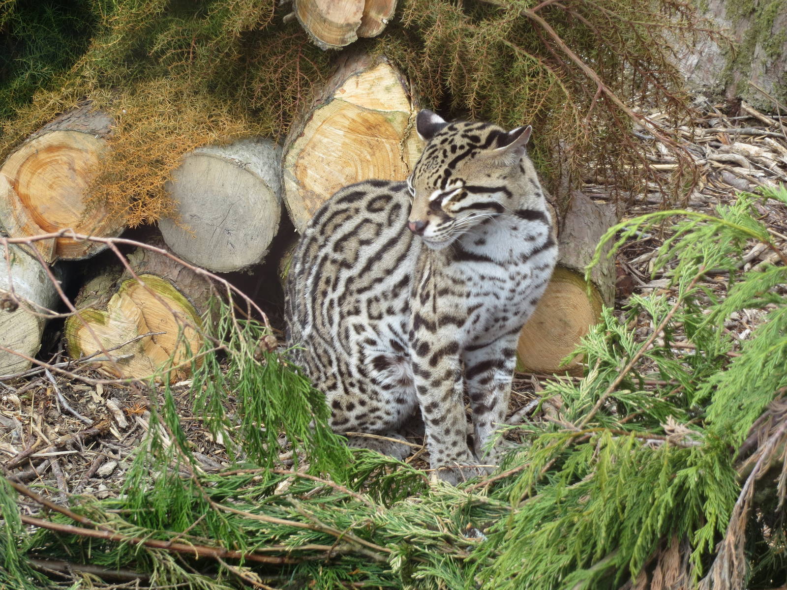 Ocelot 00513