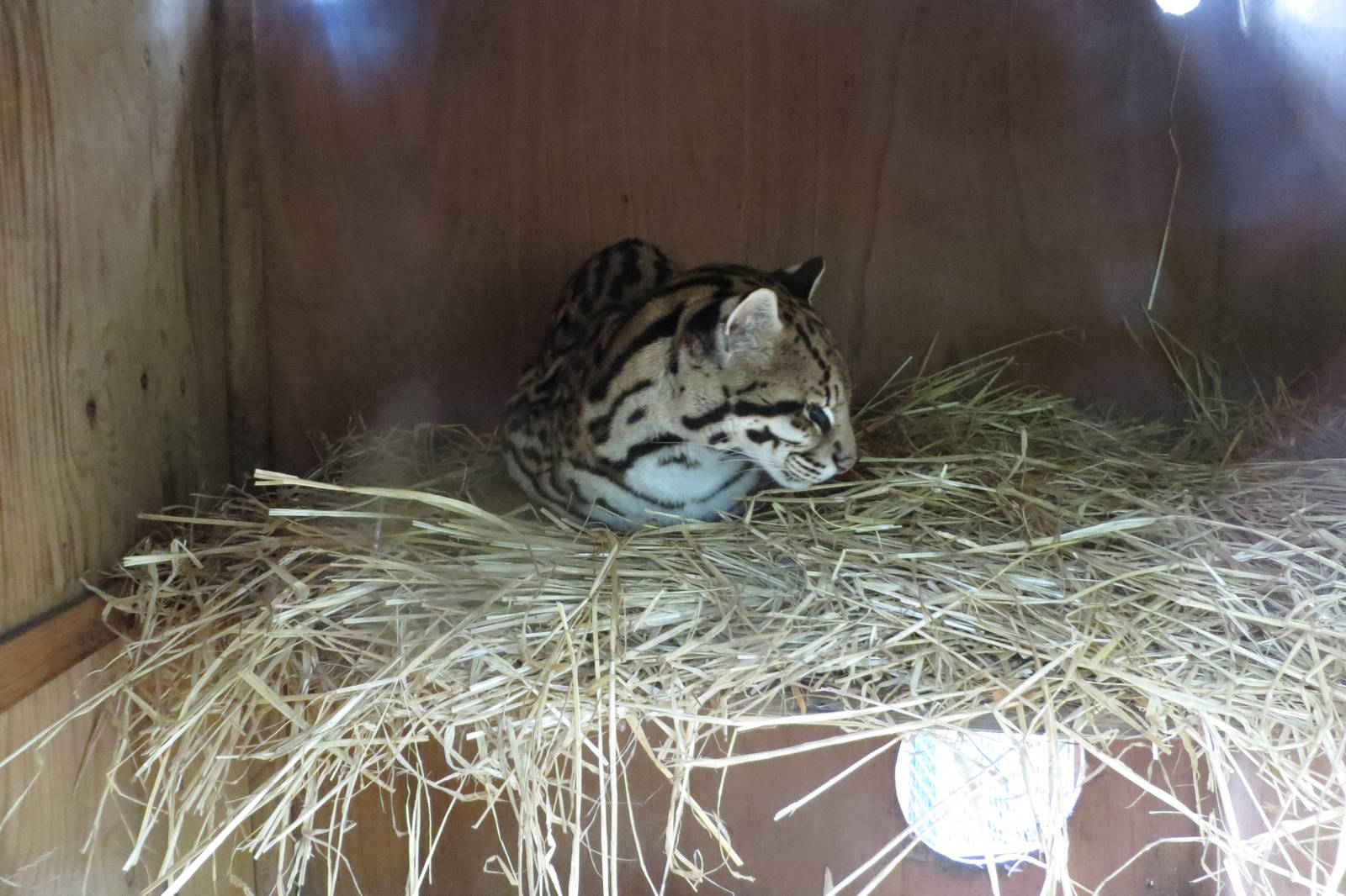 Ocelot 070515