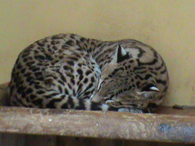 ocelot 08/10
