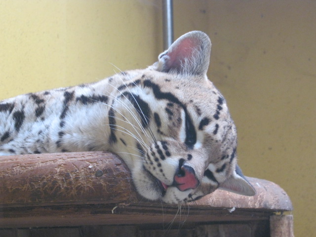 Ocelot 2012