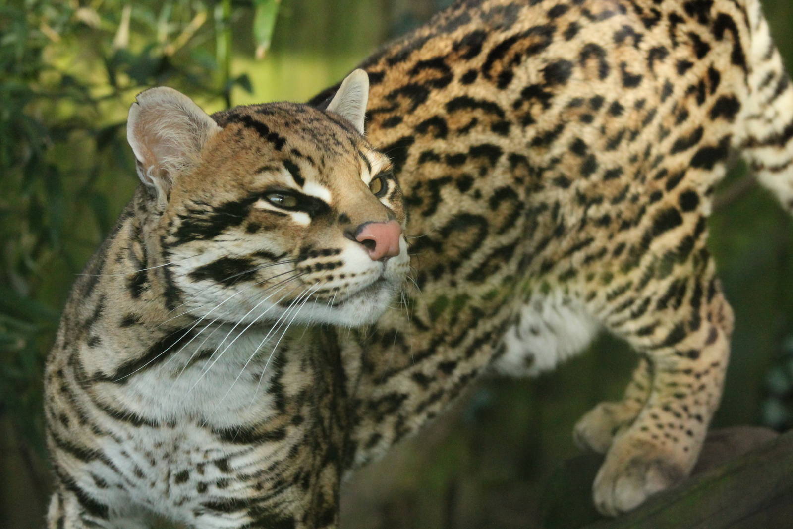 Ocelot - 21st Feb 2014