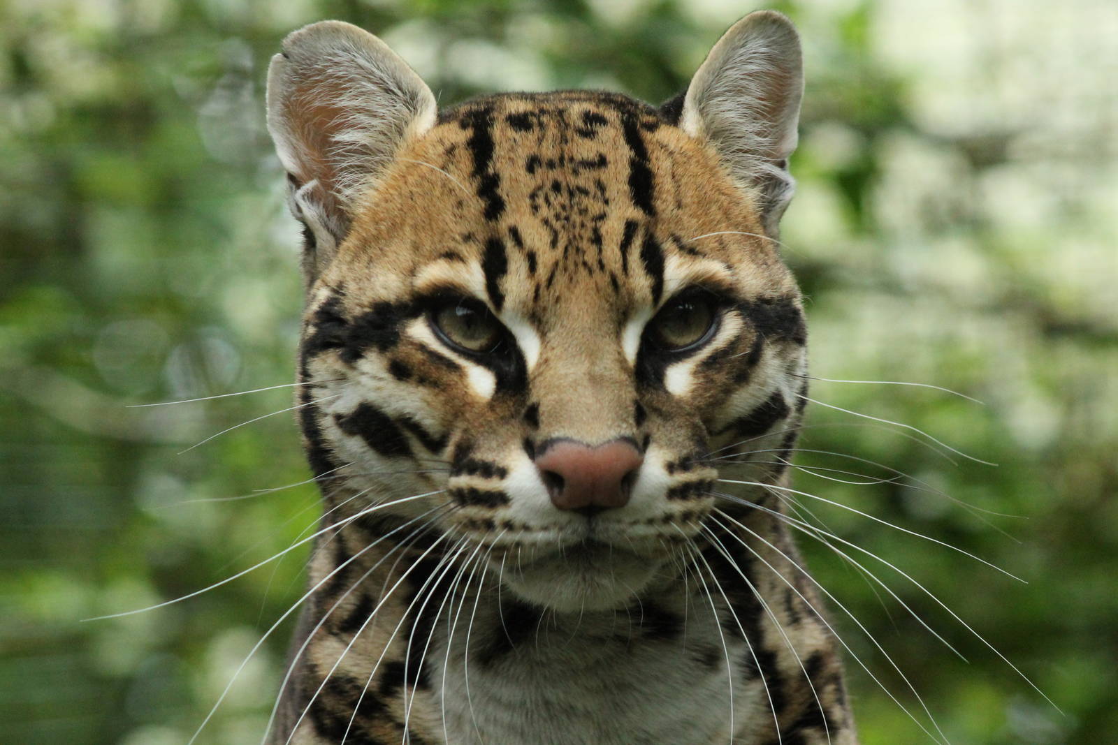 Ocelot - 23rd September 2015