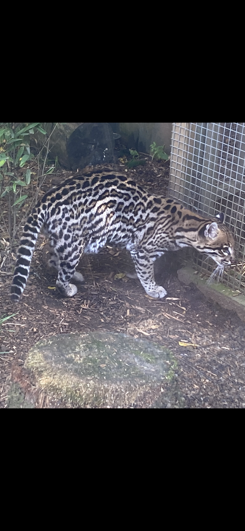 Ocelot 290723