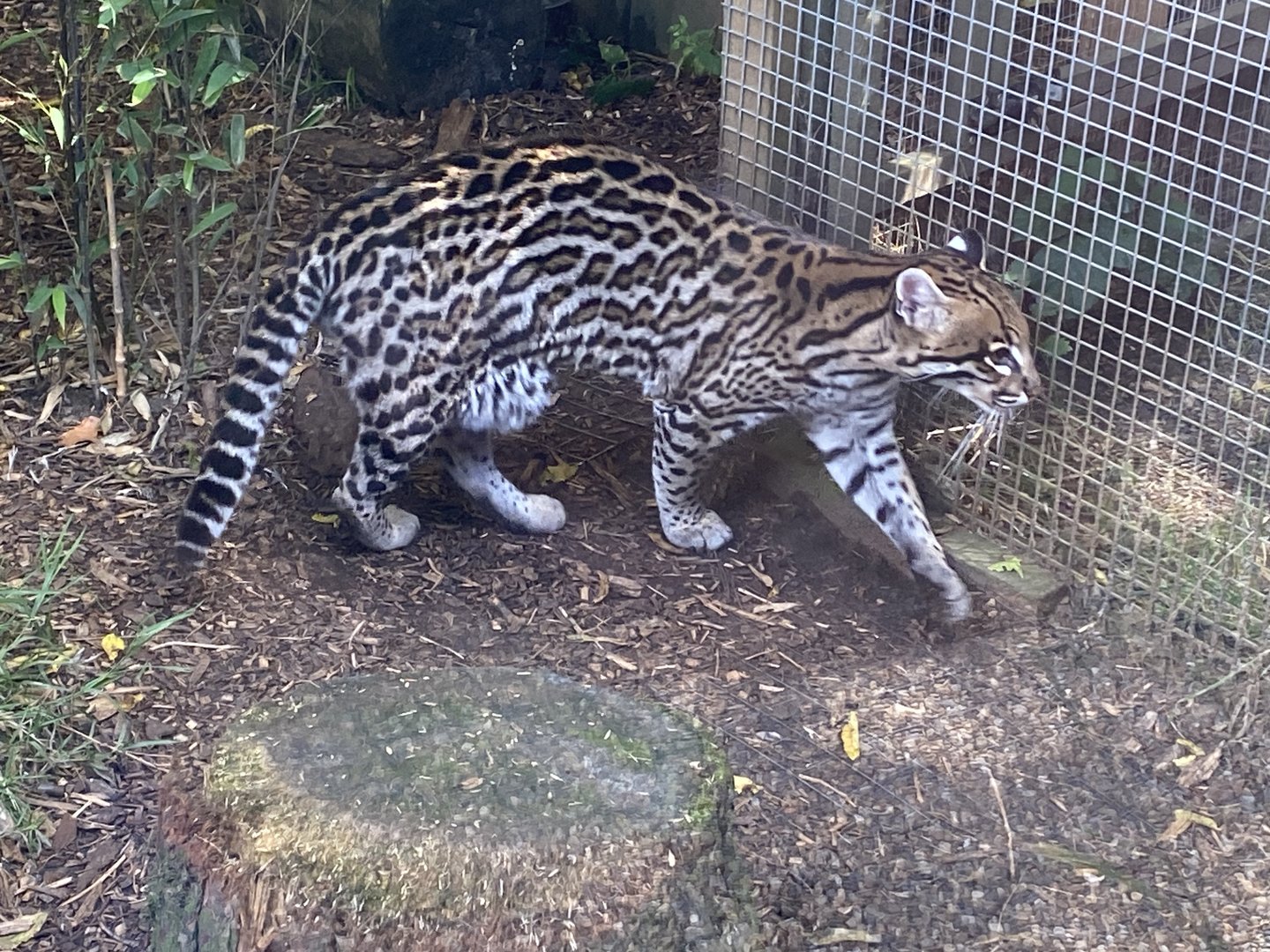 Ocelot 290723