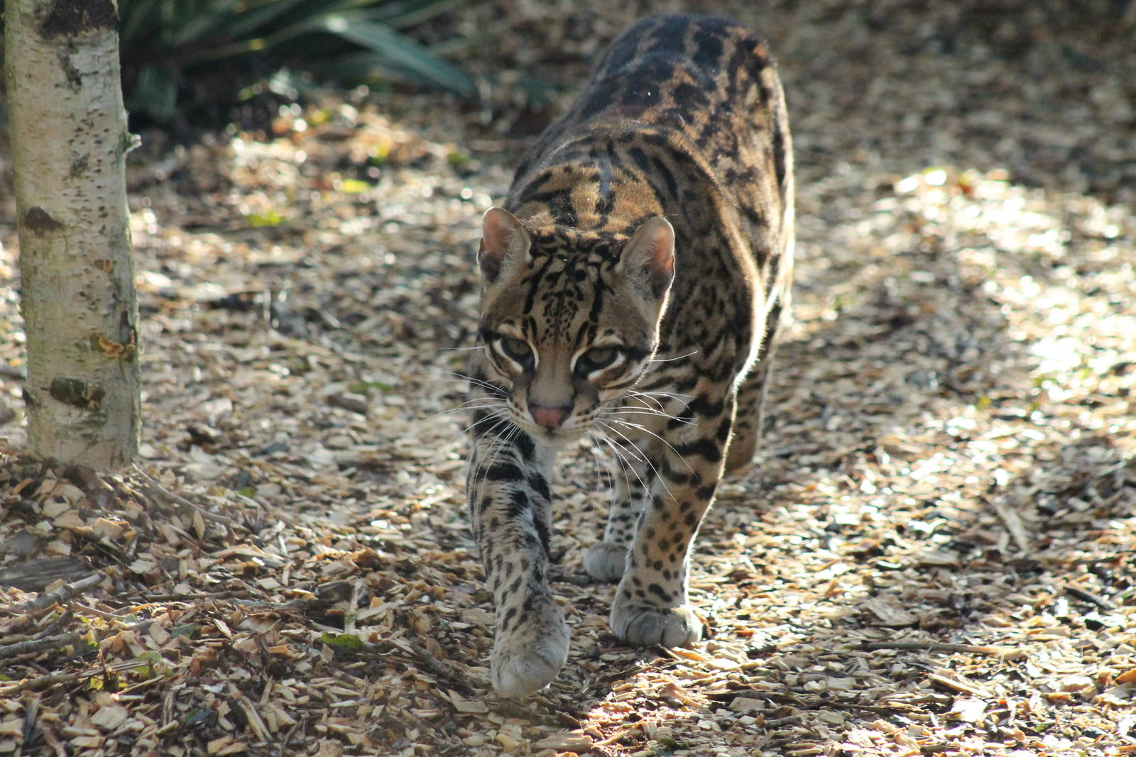 Ocelot - 2nd February 2014