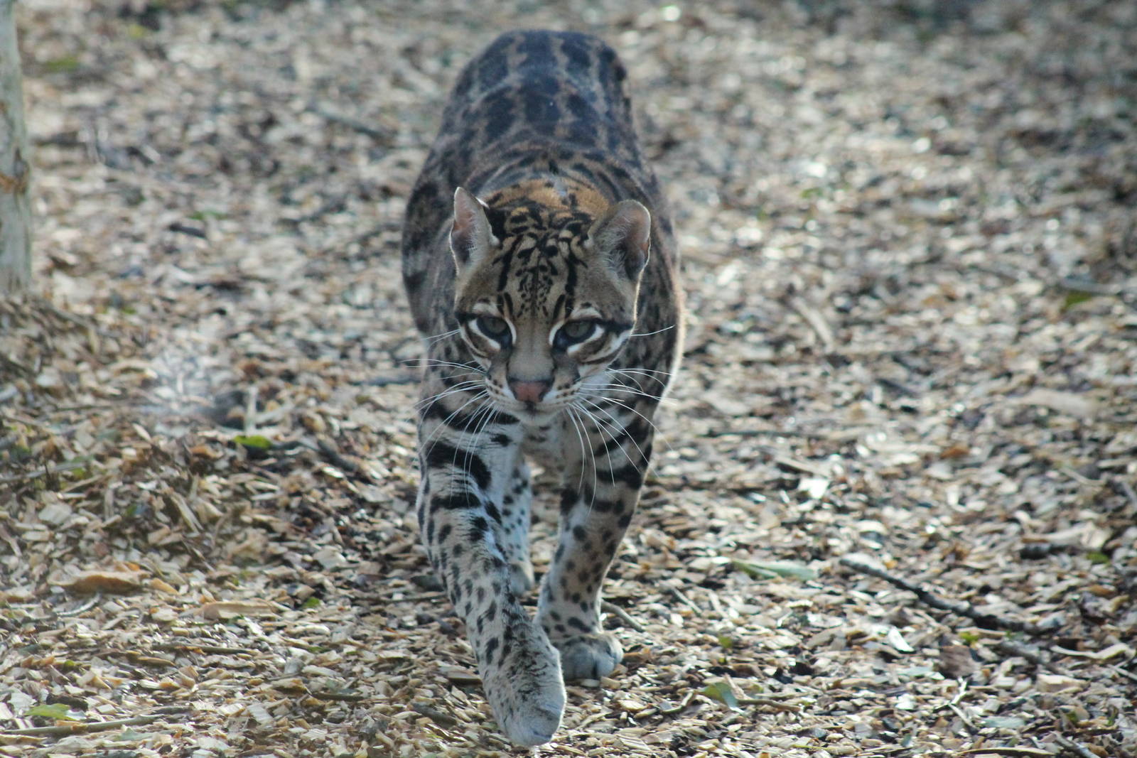 Ocelot - 2nd February 2014