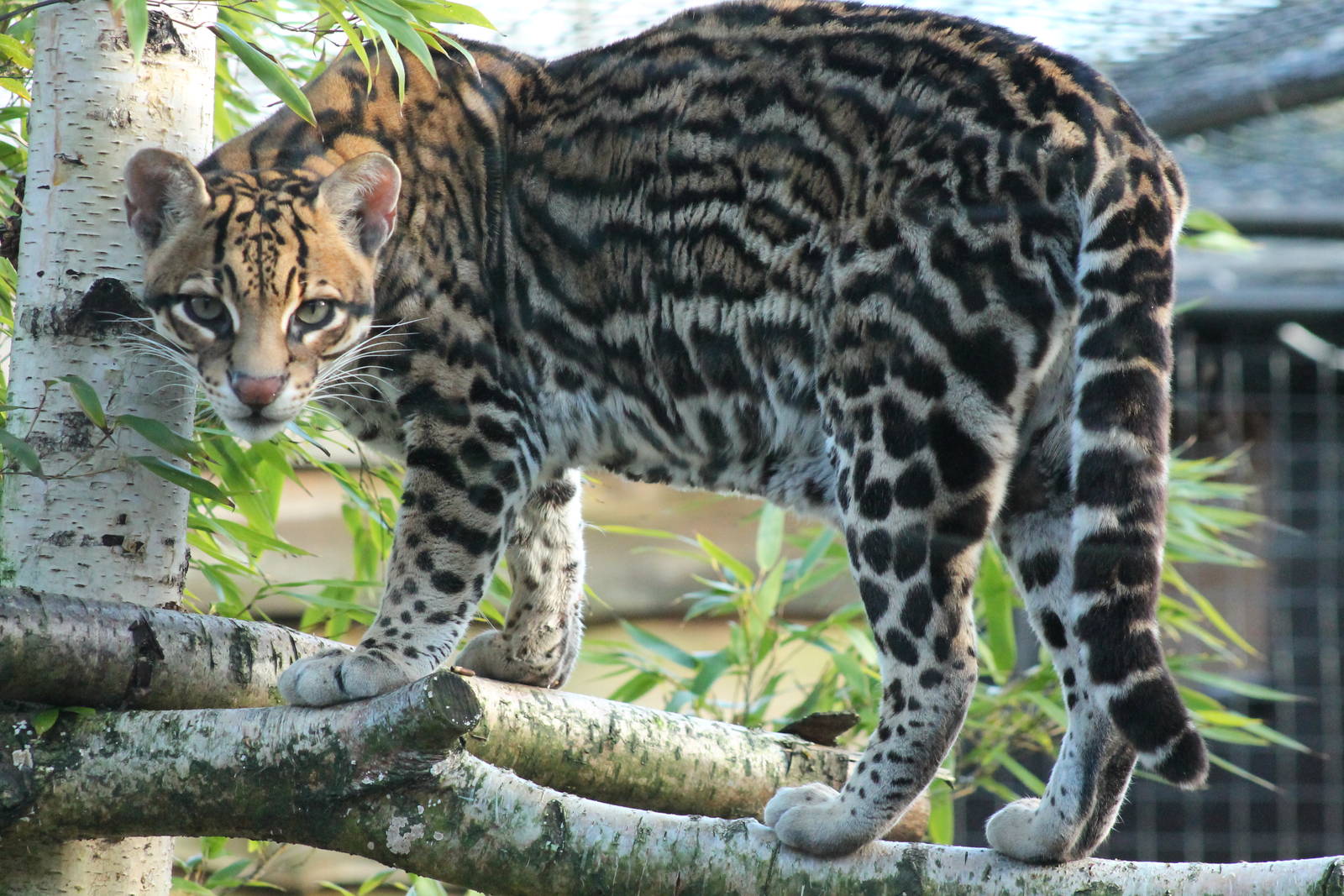 Ocelot - 2nd February 2014