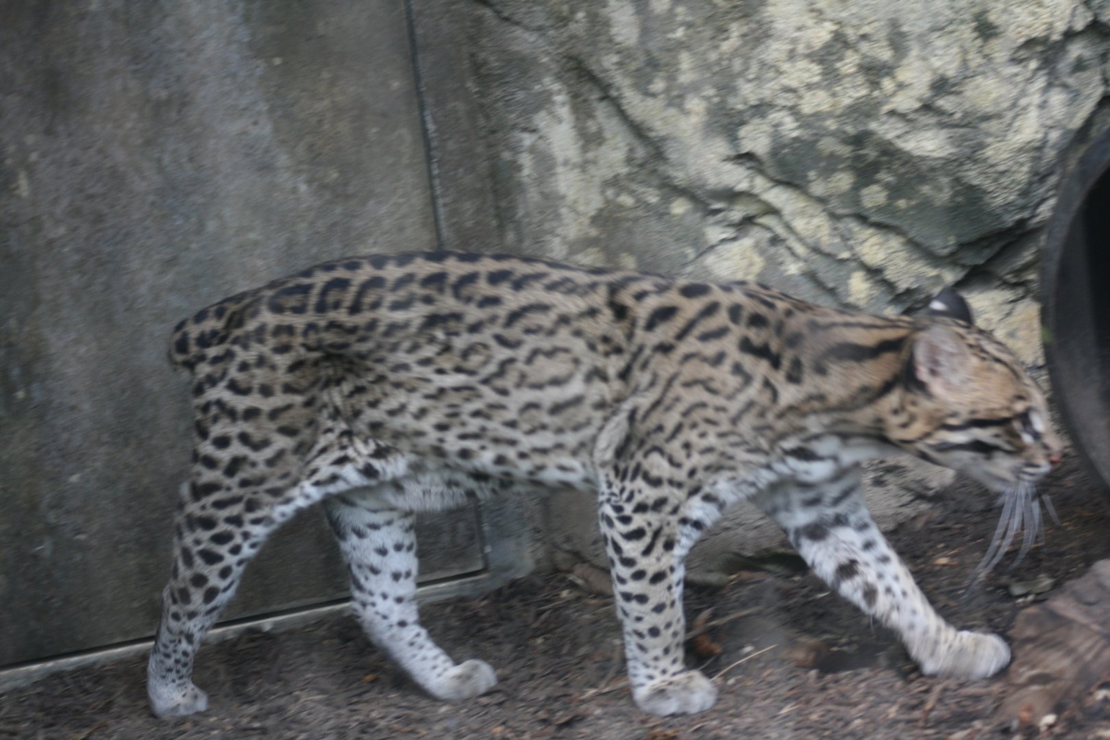 Ocelot(3/9/2025)