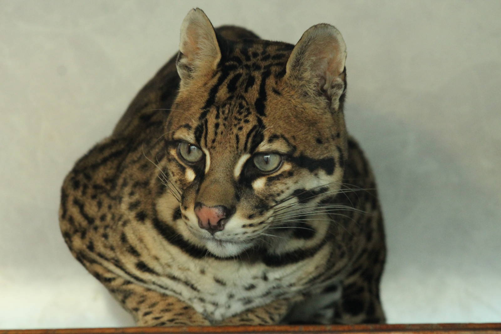 Ocelot - 6th Dec 2013