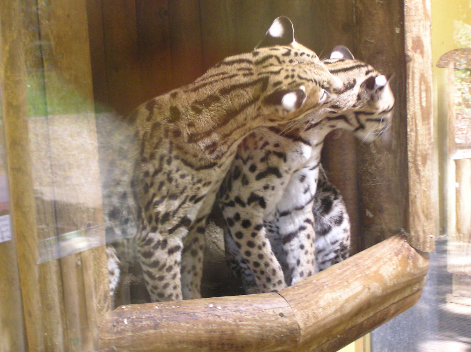 Ocelot Affection