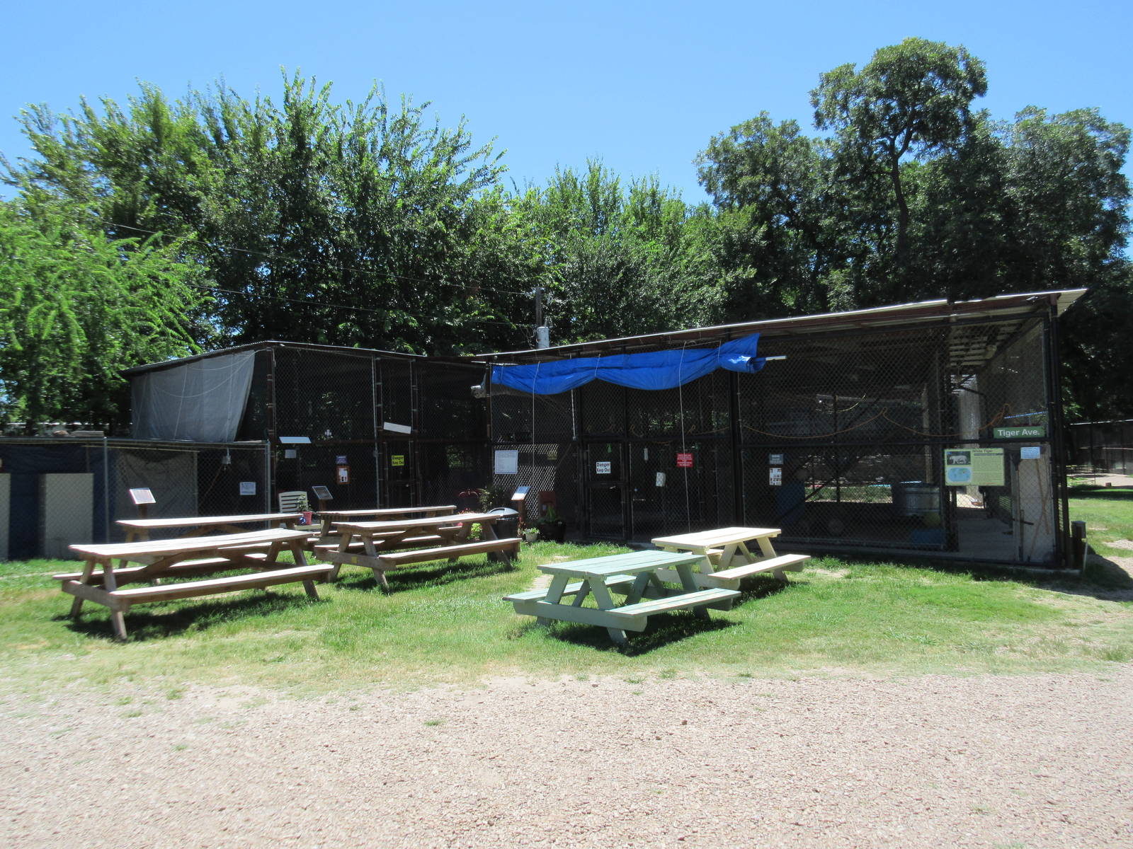 Ocelot, African Lion + Bobcat Exhibits