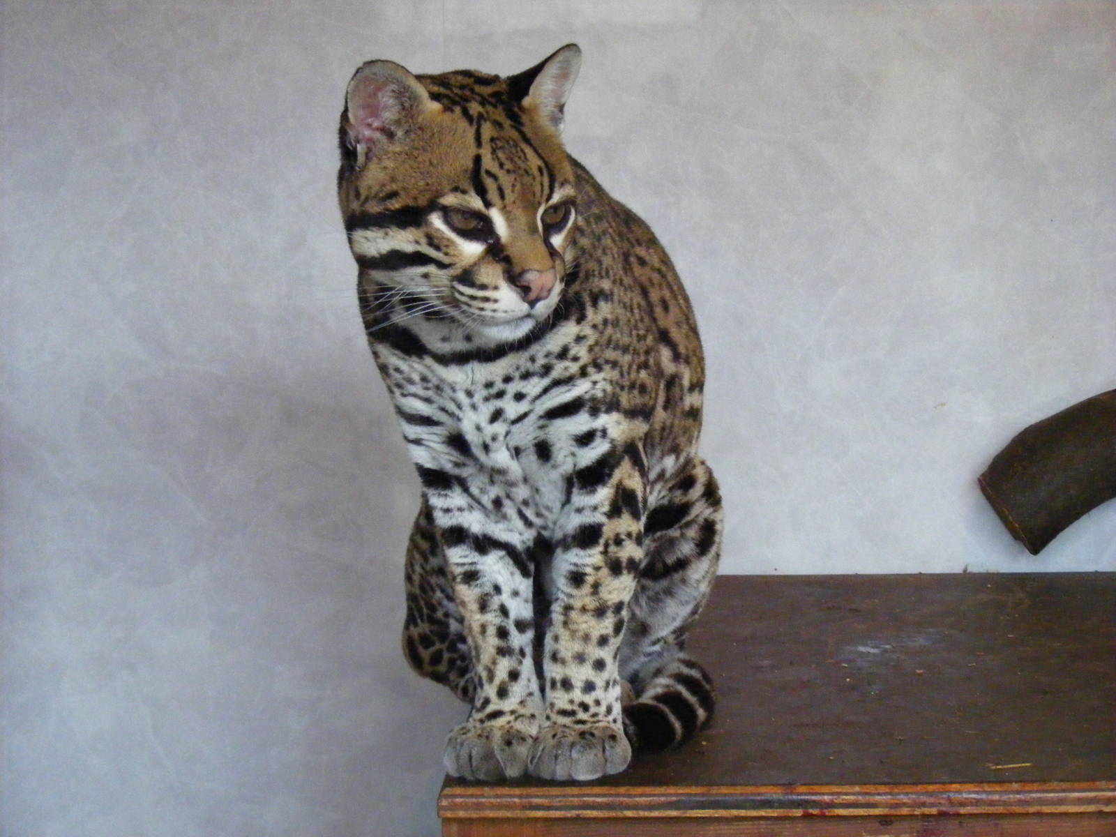 Ocelot at Banham Zoo, 14 September 2010