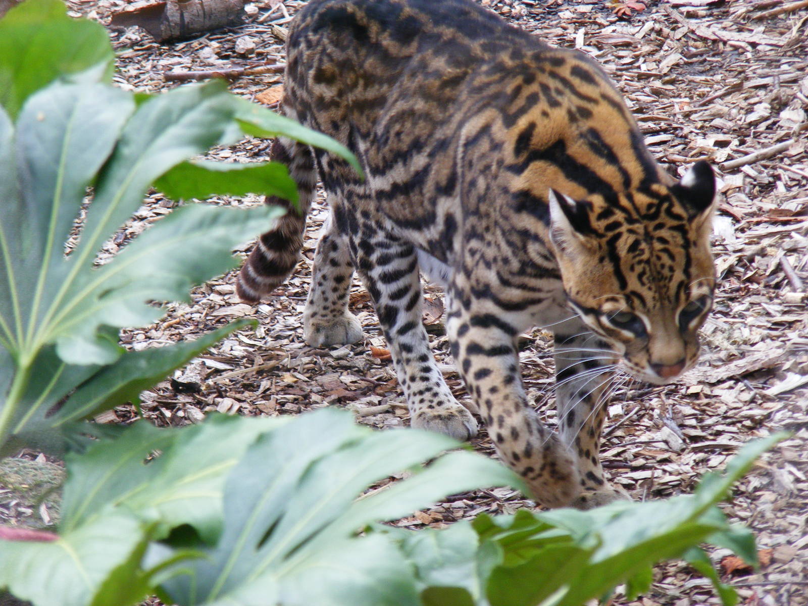 Ocelot at Birmingham Nature Centre, 30 August 2010