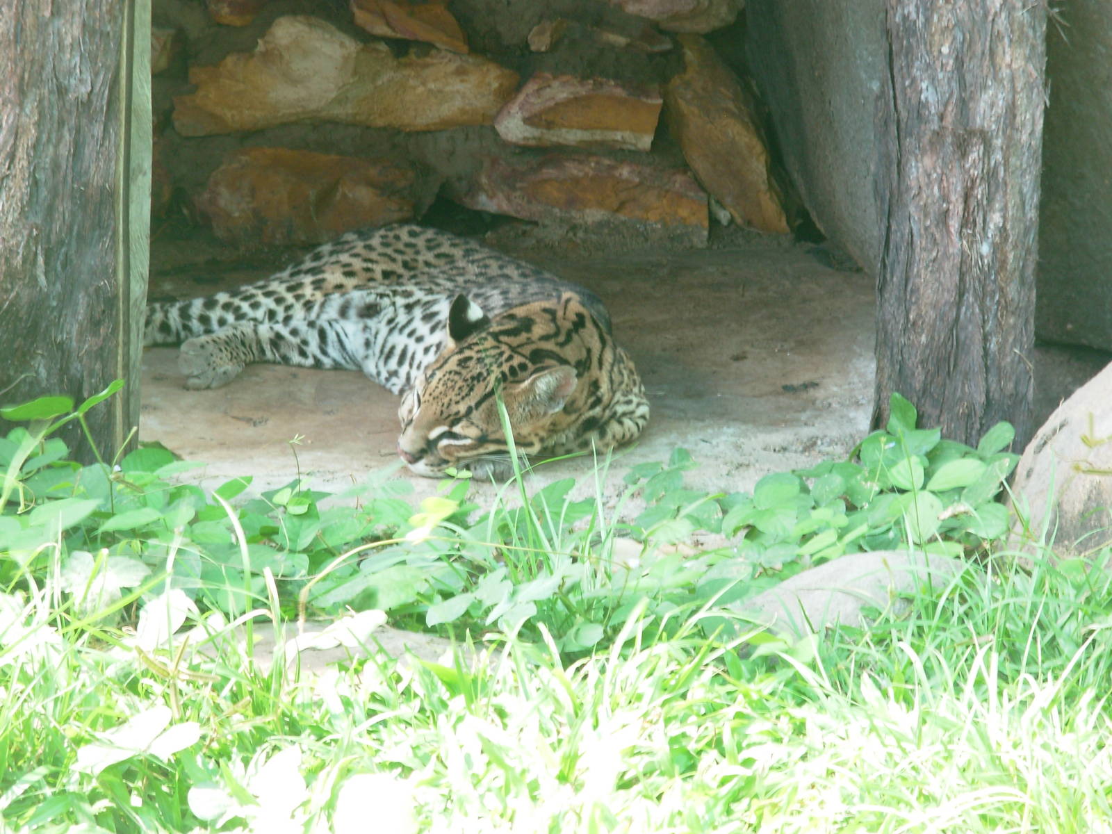 Ocelot at Crocodylus Park
