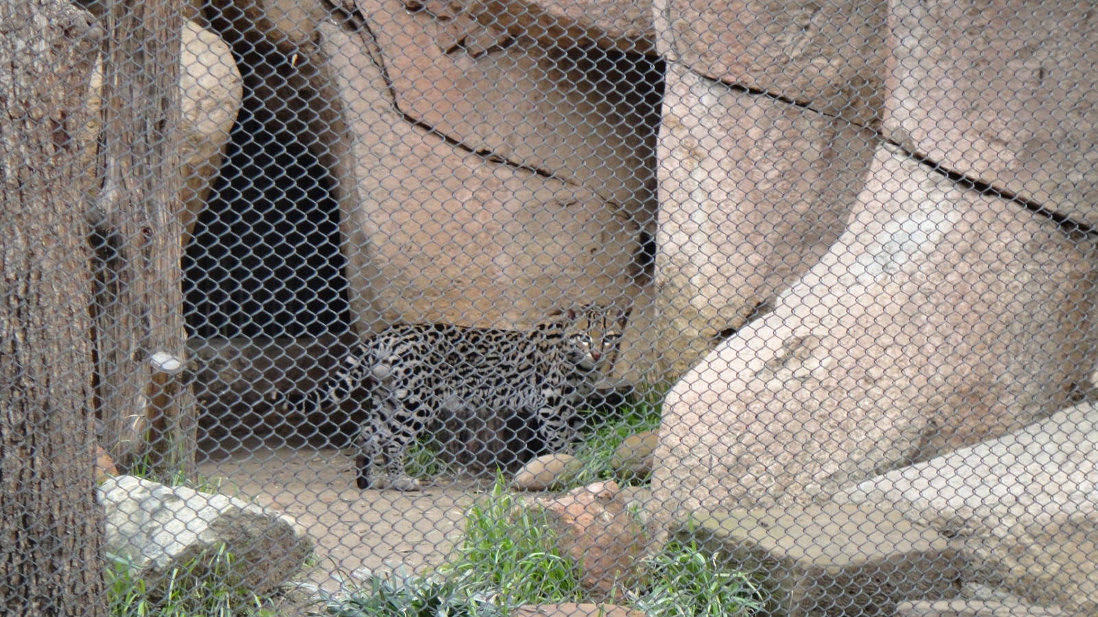 Ocelot at Dallas zoo 2015-03-12