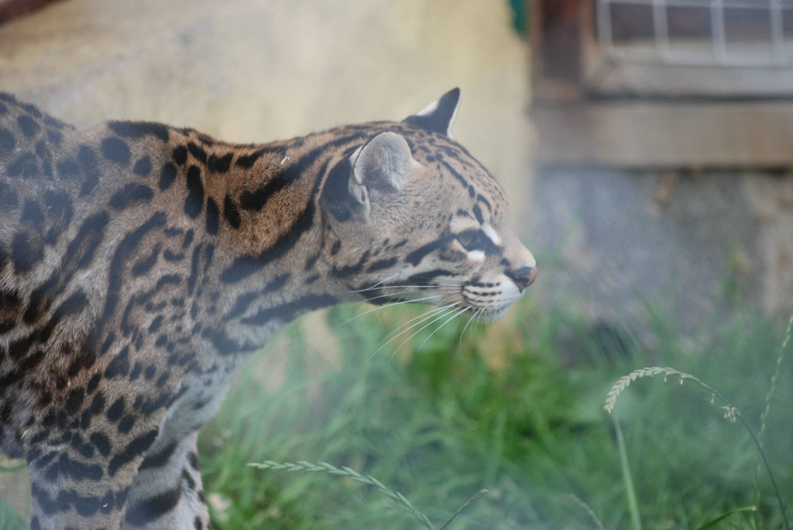 Ocelot at Folly Farm, 01/08/11